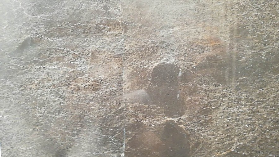 宝格丽棕