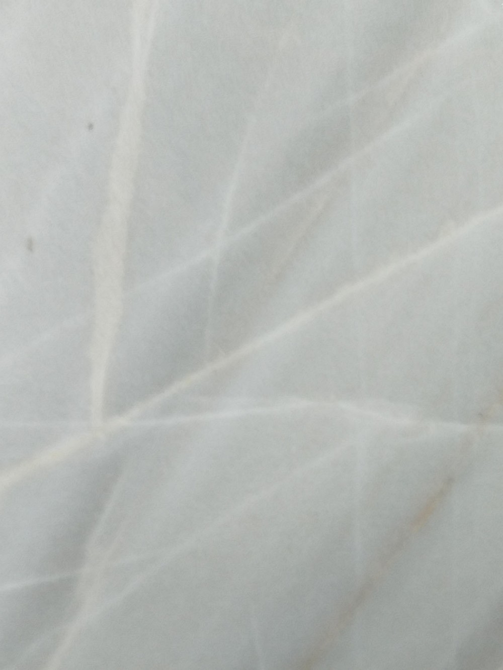 白玉木纹