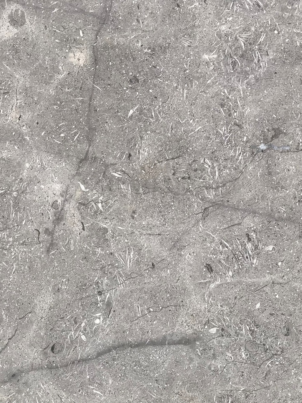 灰贝鲁
