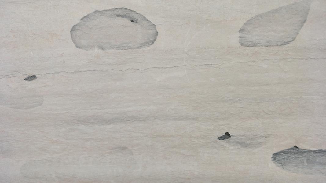 海石韵