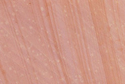  柚木砂石  图片