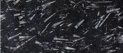  沧海侏罗（黑化石）图片
