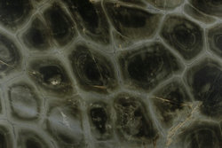 龟纹绿 龟纹绿石材图片